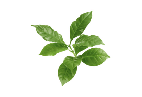 gruende_11